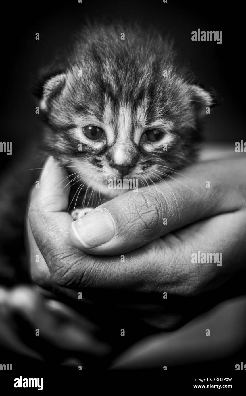 Baby kitten in a female human hand. Two weeks old newborn baby cat laying in the hand of a woman. Selective focus on the little pet. She look curious. Stock Photo