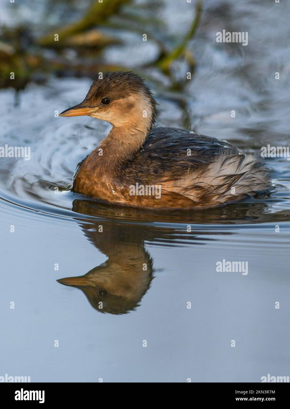 Little Grebe Stock Photo