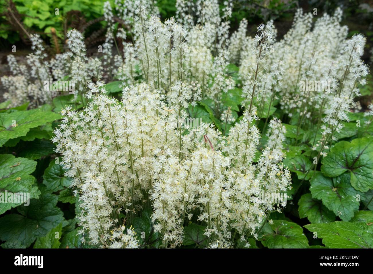 False Mitrewort, Tiarella cordifolia, Tiger Stripe, Allegheny Foamflower Stock Photo