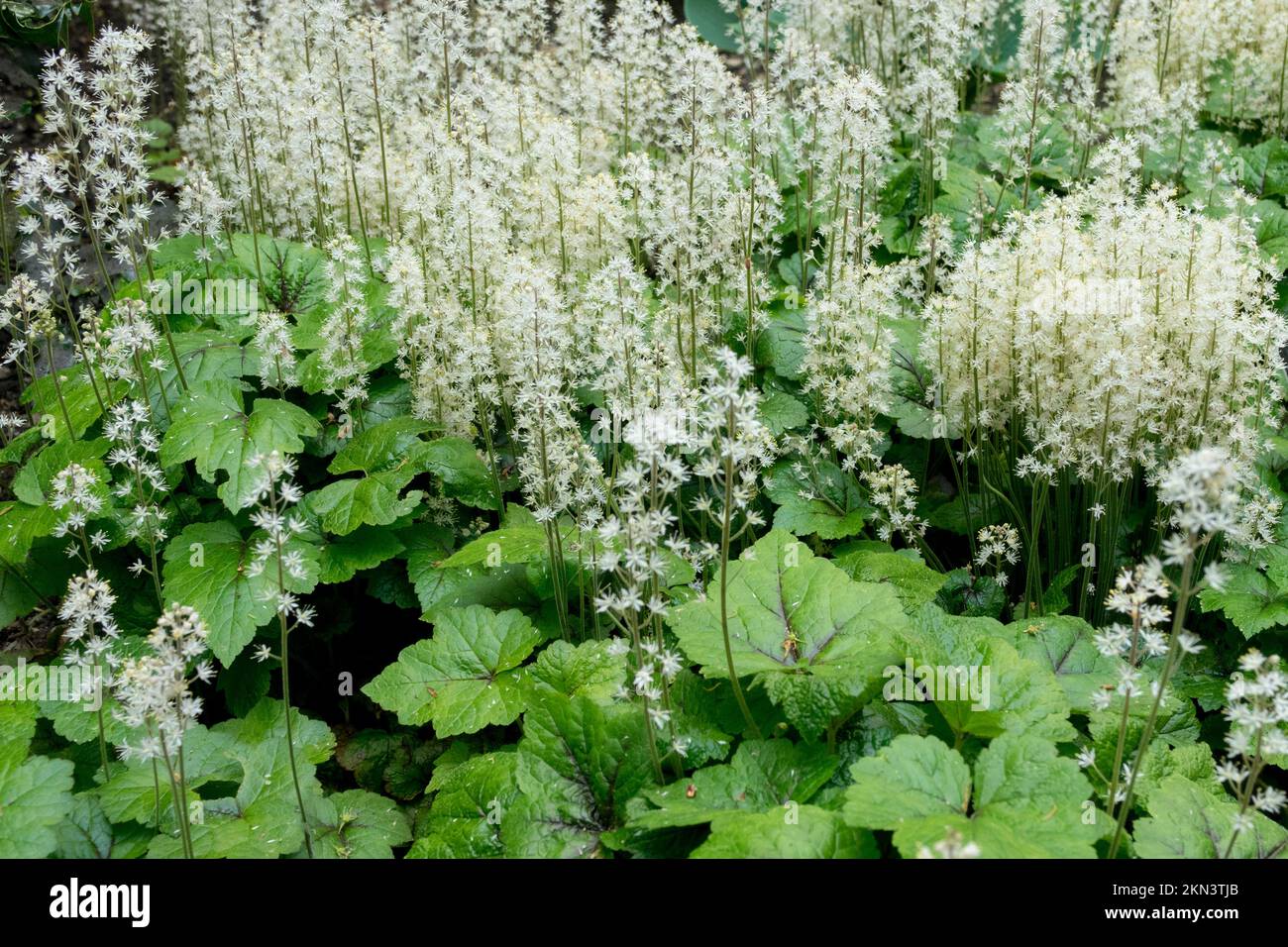Garden Plants blooming, Tiarella cordifolia Tiger Stripe, Blooming, White, Foamflower, Heart-leaved foamflower Stock Photo