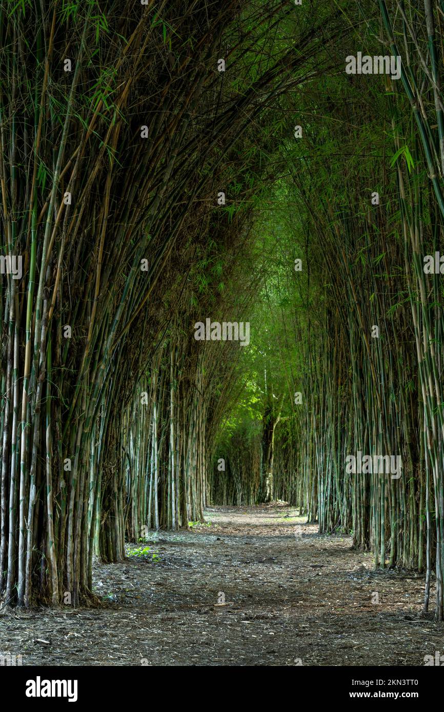 A canne di bambù appesi al soffitto a strutture da esterno Foto stock -  Alamy