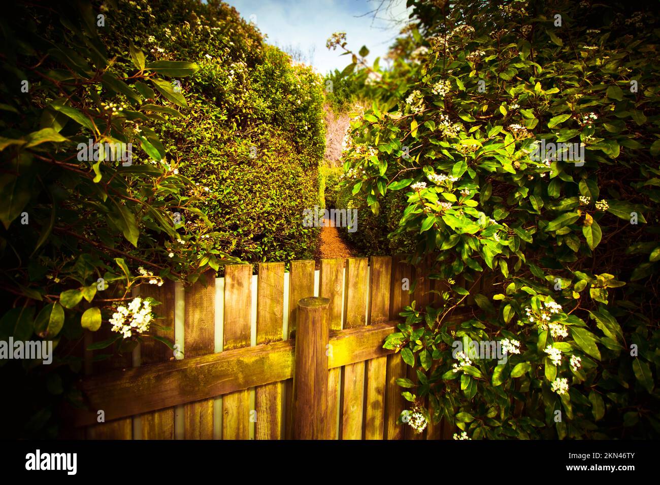 Labyrinth Turn Back Green landscape photo of a fenced passageway through a Labyrinth. Wrong ...