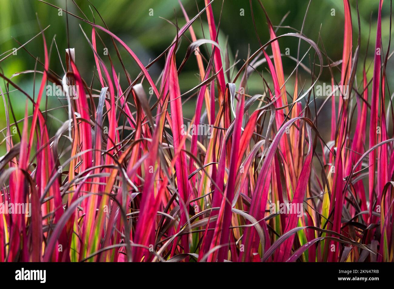 Kunai grass, Blady grass, Sword-grass, Spear grass, Autumn, Cogon Grass, Red, Grasses, Imperata cylindrica 'Red Baron' Stock Photo
