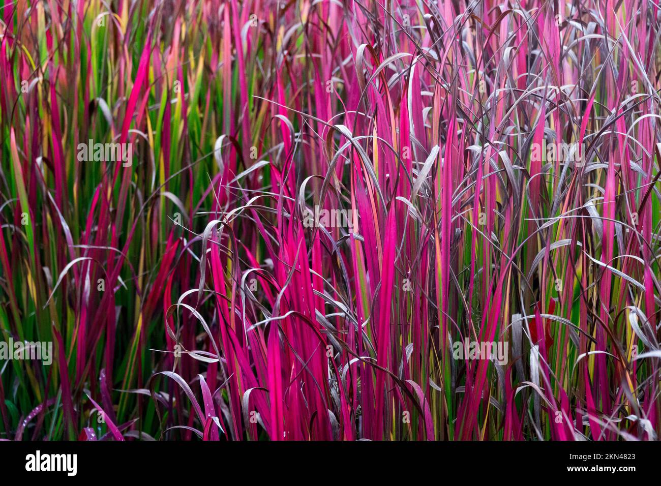 Kunai grass, Blady grass, Sword-grass, Spear grass, Autumn, Cogongrass, Red, Grasses, Imperata cylindrica 'Red Baron' Ornamental grasses Stock Photo