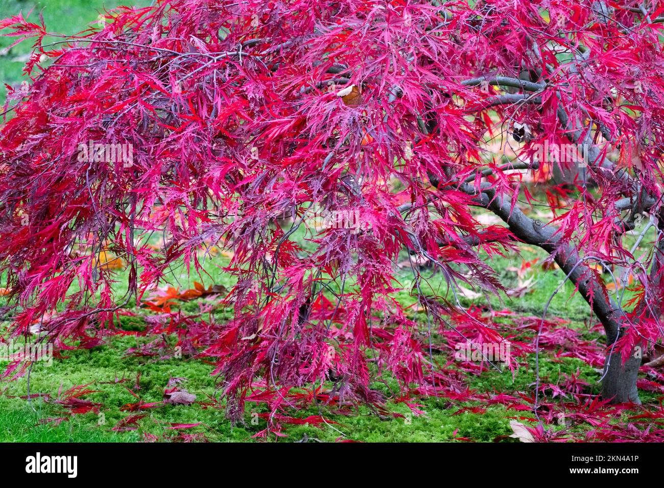 Autumn Acer palmatum 'Dissectum Nigrum' Red Leaves Falling in garden Stock Photo