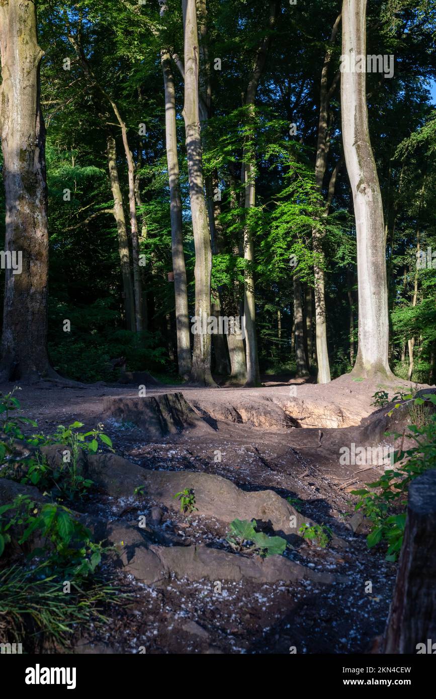 A beautiful landscape of a dense forest with tall trees Stock Photo - Alamy