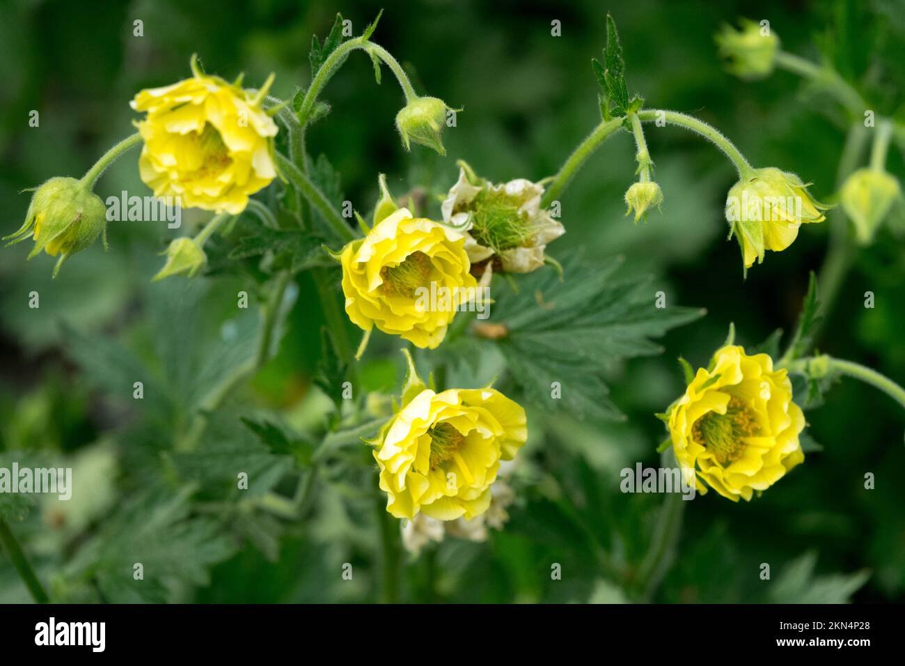Yellow Avens Flower Geum 'Gimlet', Blooms Stock Photo