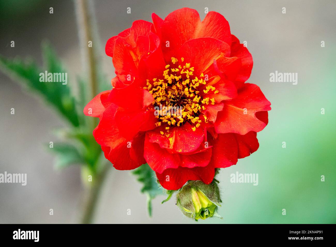 Red, Chilean avens, Double Bloody Mary, Grecian rose, Geum quellyon flower close up Stock Photo