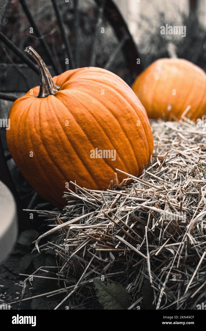 A vertical shot of small pumpkins in front of a house during Halloween ...