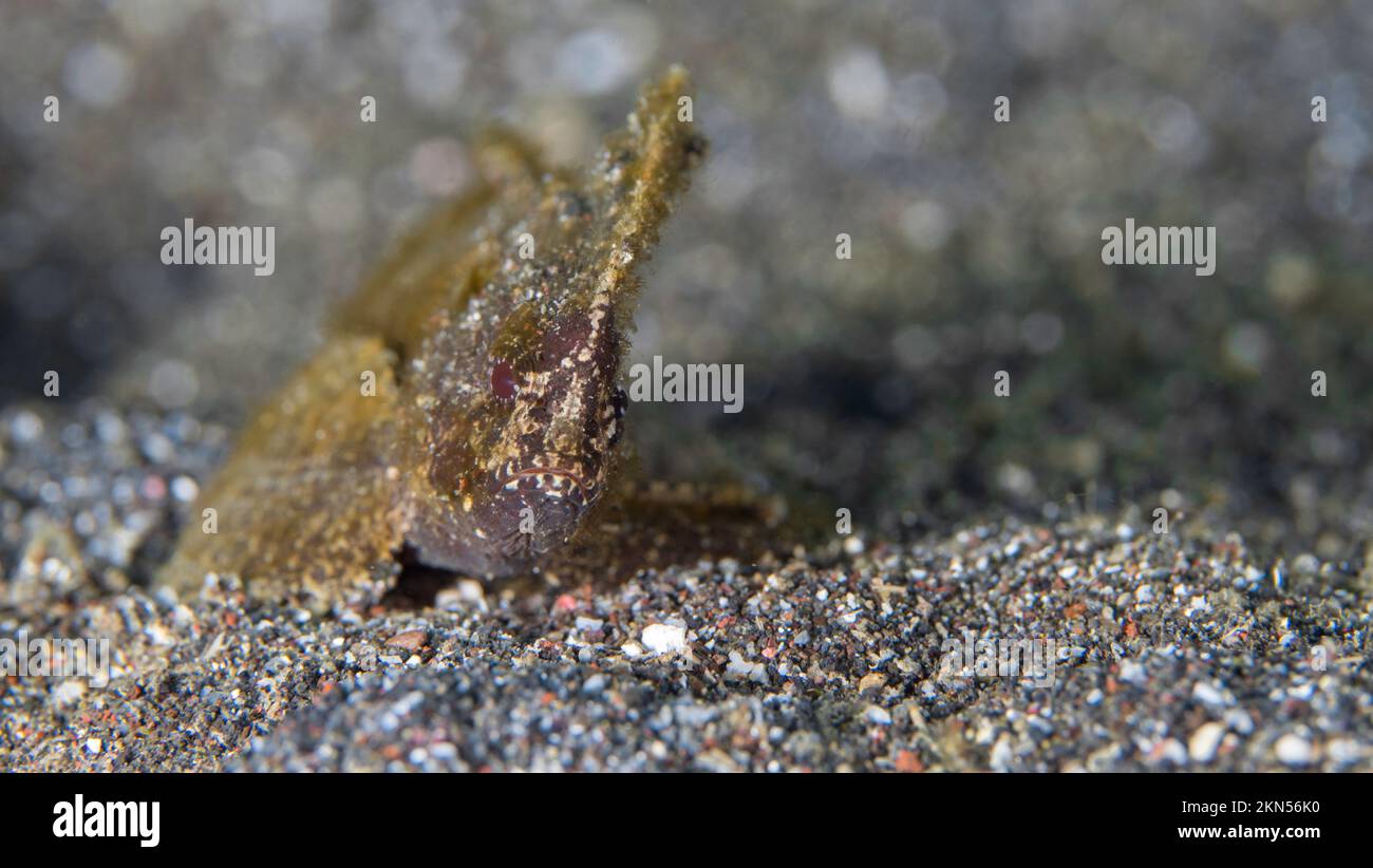 Waspfish in the sand at the base of coral reef - Stock Photo