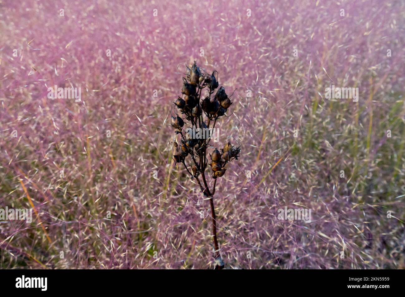 Dried dead head of plant in muhly grass background Stock Photo