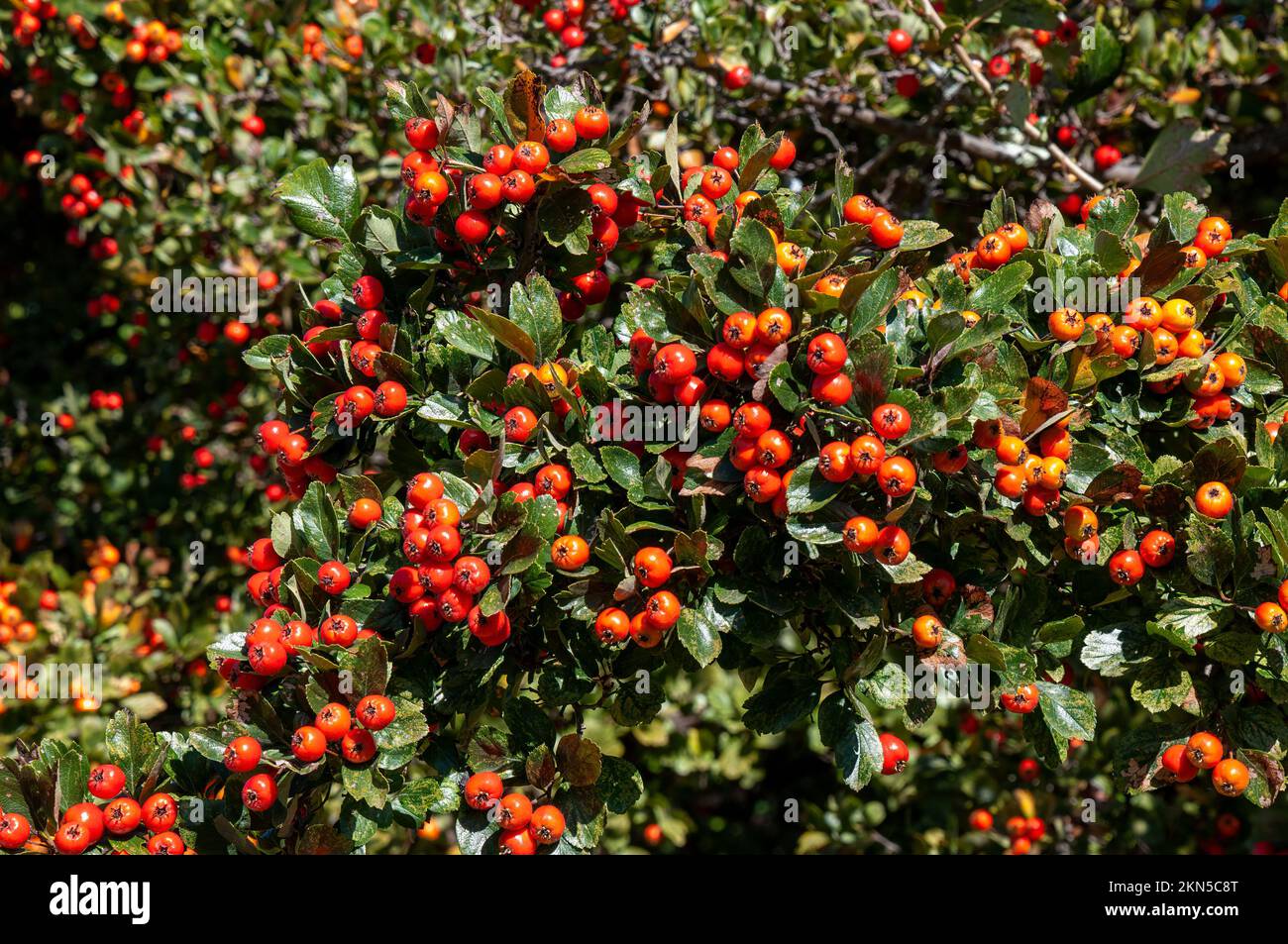 Orange Australia, orange berries os a crataegus X lavallei or lavalle hawthorn tree Stock Photo