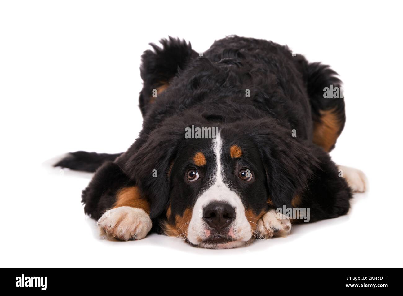 Bernese mountain dog isolated on white background Stock Photo - Alamy