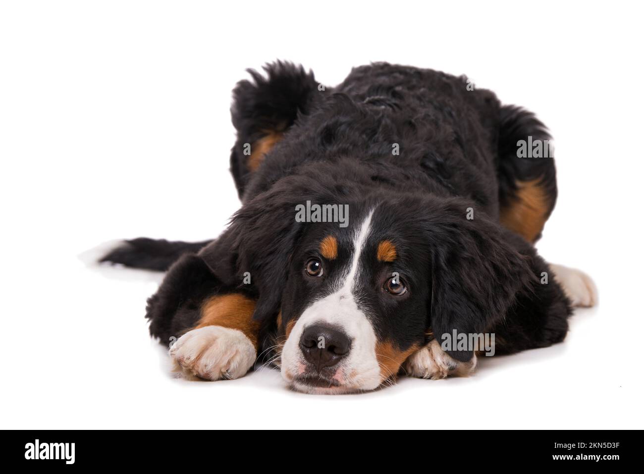 Young bernese mountain dog isolated on white background Stock Photo