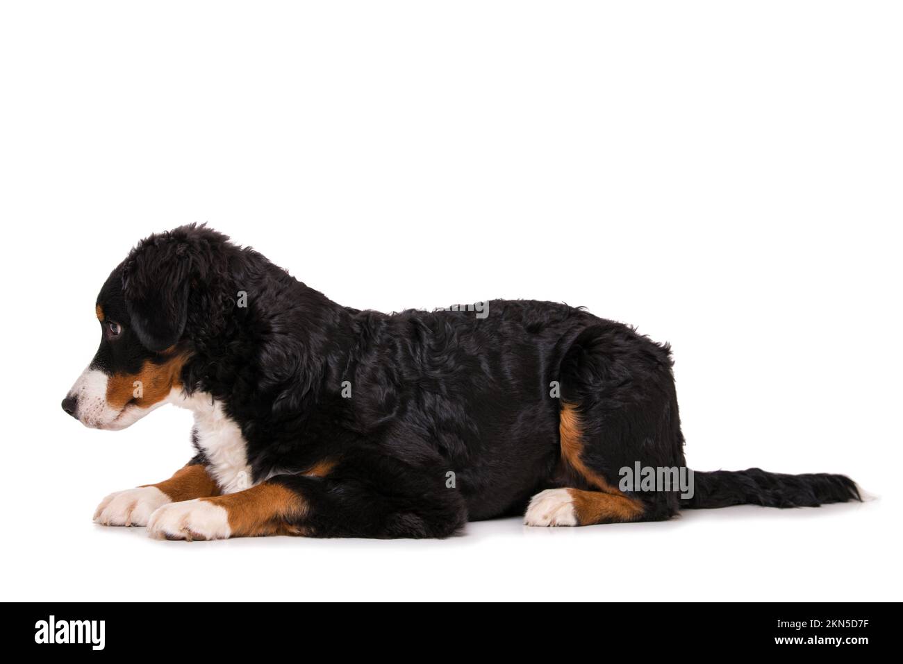 Young bernese mountain dog isolated on white background Stock Photo