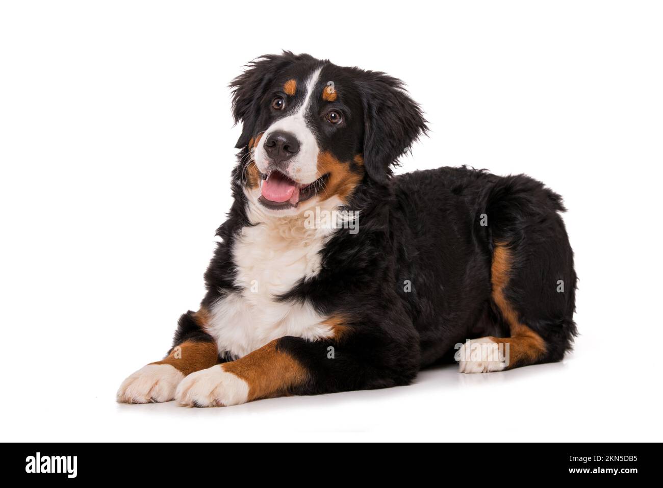 Young bernese mountain dog isolated on white background Stock Photo - Alamy