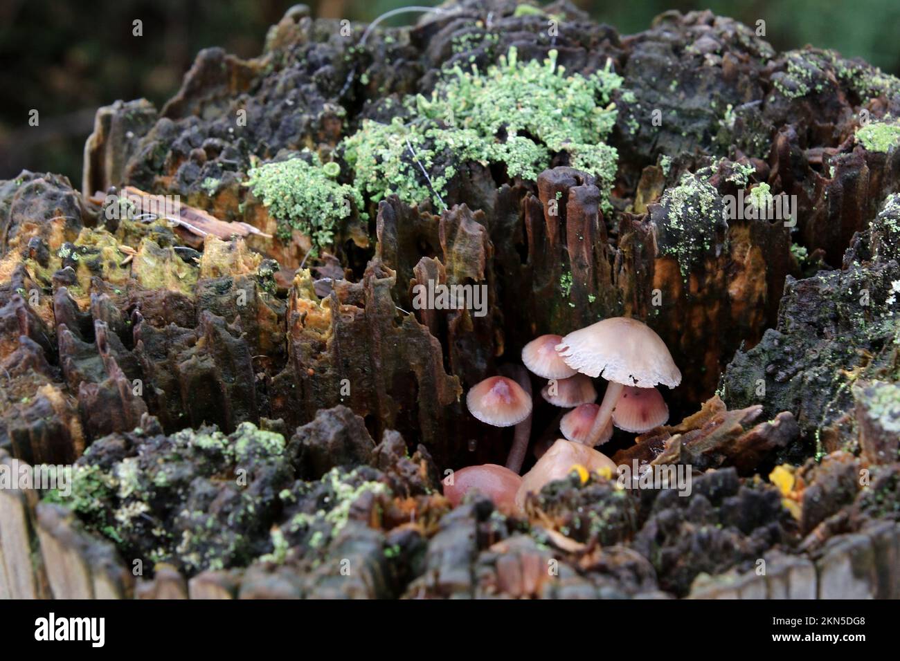 Small  fungi growing in decayed post top Stock Photo