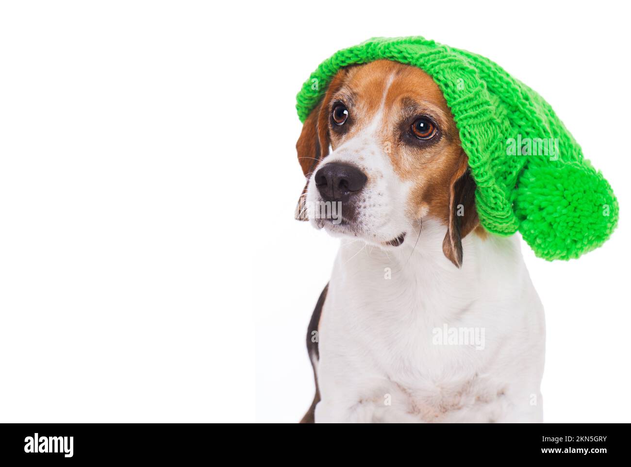 Adult beagle dog isolated on white background Stock Photo - Alamy