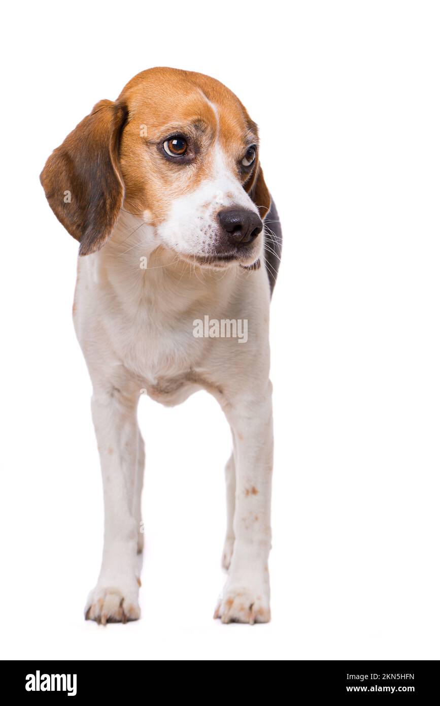 Adult beagle dog isolated on white background Stock Photo - Alamy