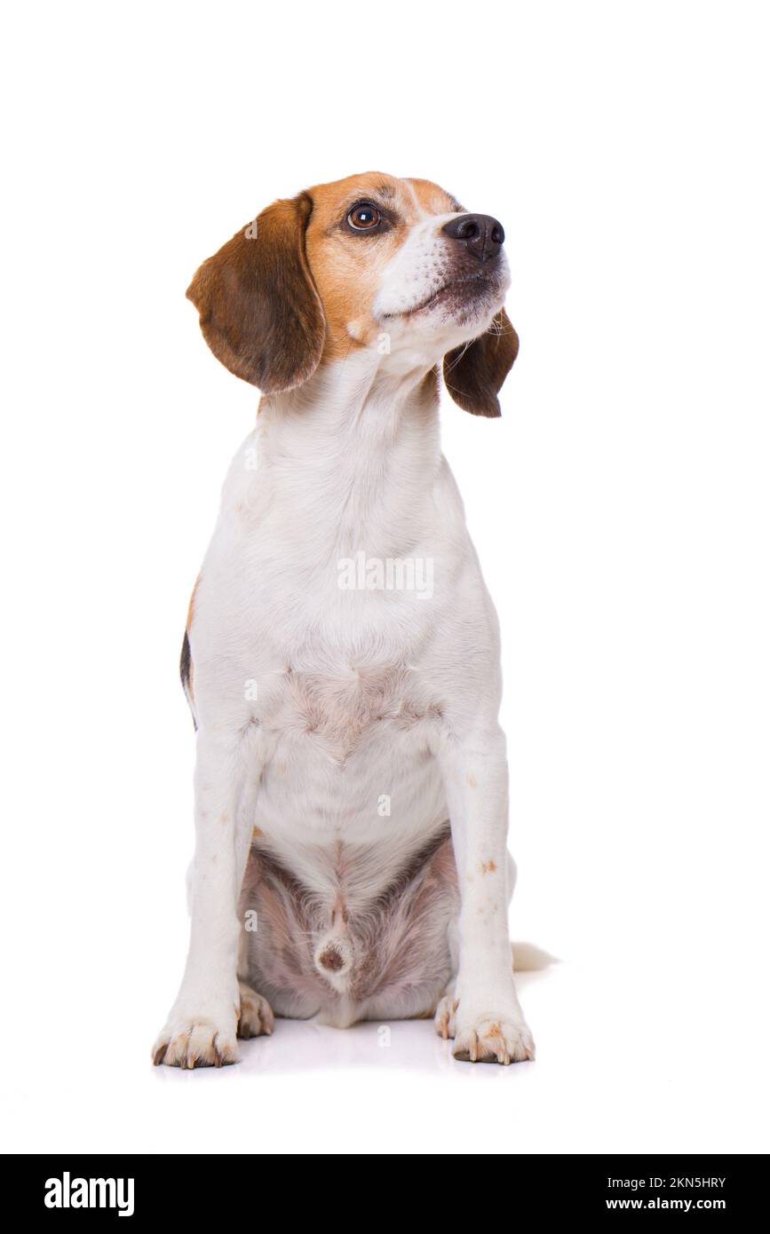 Adult beagle dog isolated on white background Stock Photo - Alamy