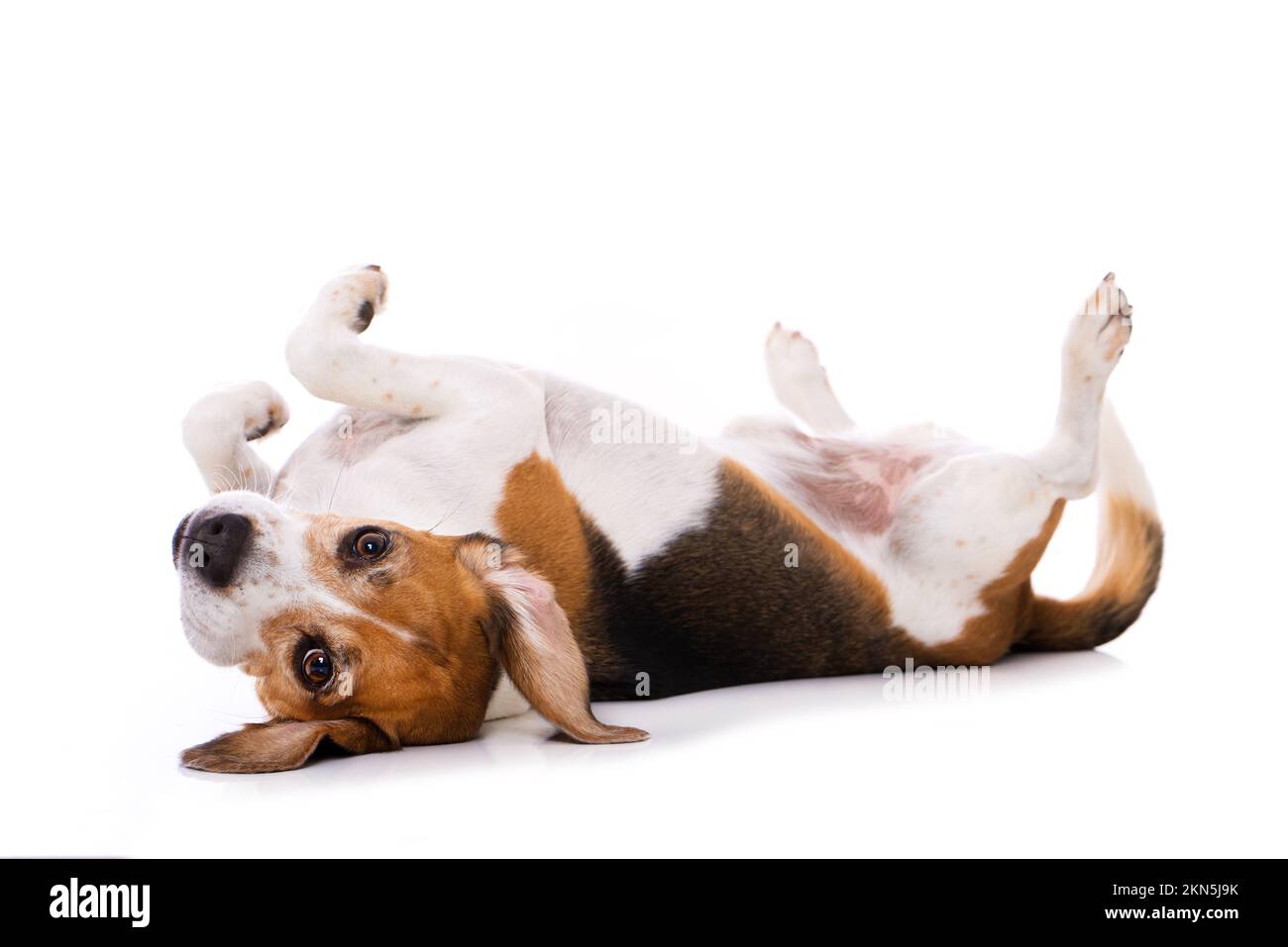 Adult beagle dog isolated on white background Stock Photo - Alamy