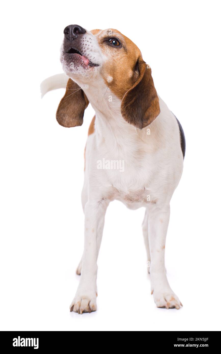 Adult beagle dog isolated on white background Stock Photo - Alamy