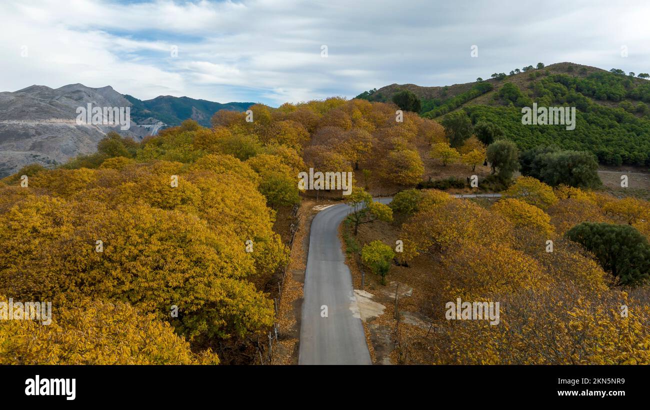 Autumn on the road leading to the copper forest in the Genal valley in the province of Malaga, Spain. Stock Photo