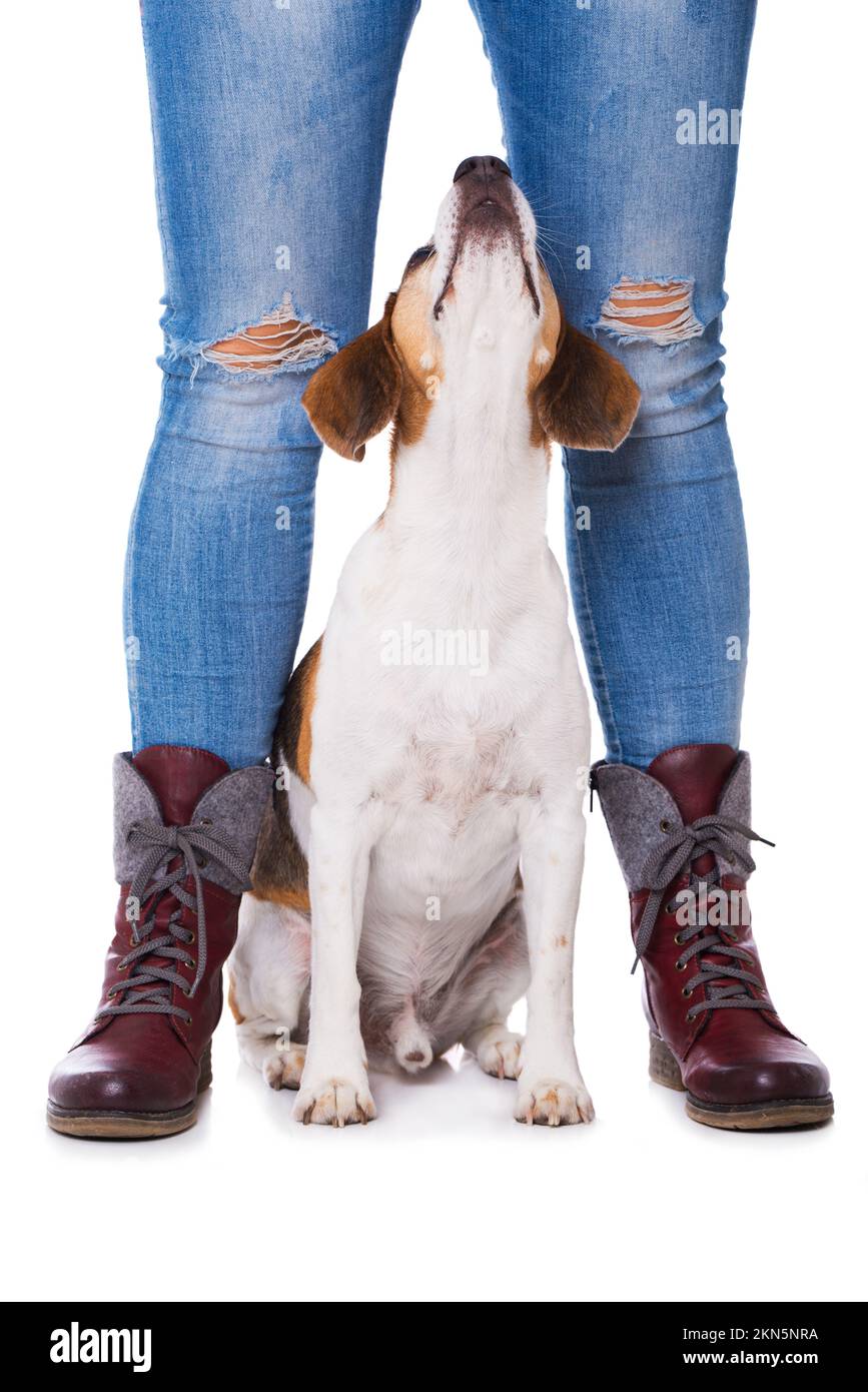 Adult beagle dog between human legs isolated on white background Stock