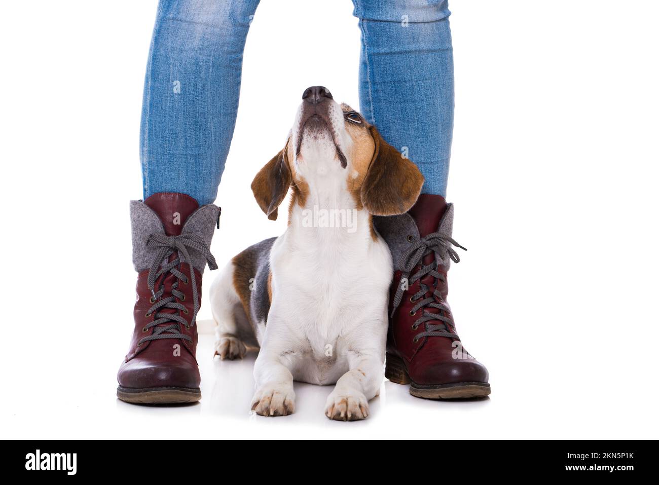 Adult beagle dog between human legs isolated on white background Stock
