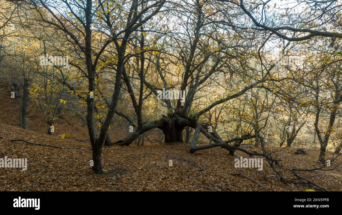 The chestnut tree called Rebeco is found in the interior of the Genal valley in the province of Malaga, Spain. Stock Photo