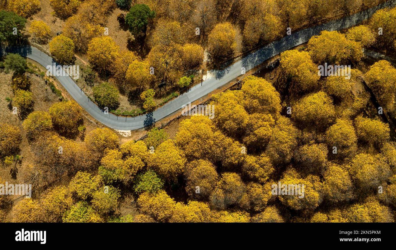 Autumn on the road leading to the copper forest in the Genal valley in the province of Malaga, Spain. Stock Photo