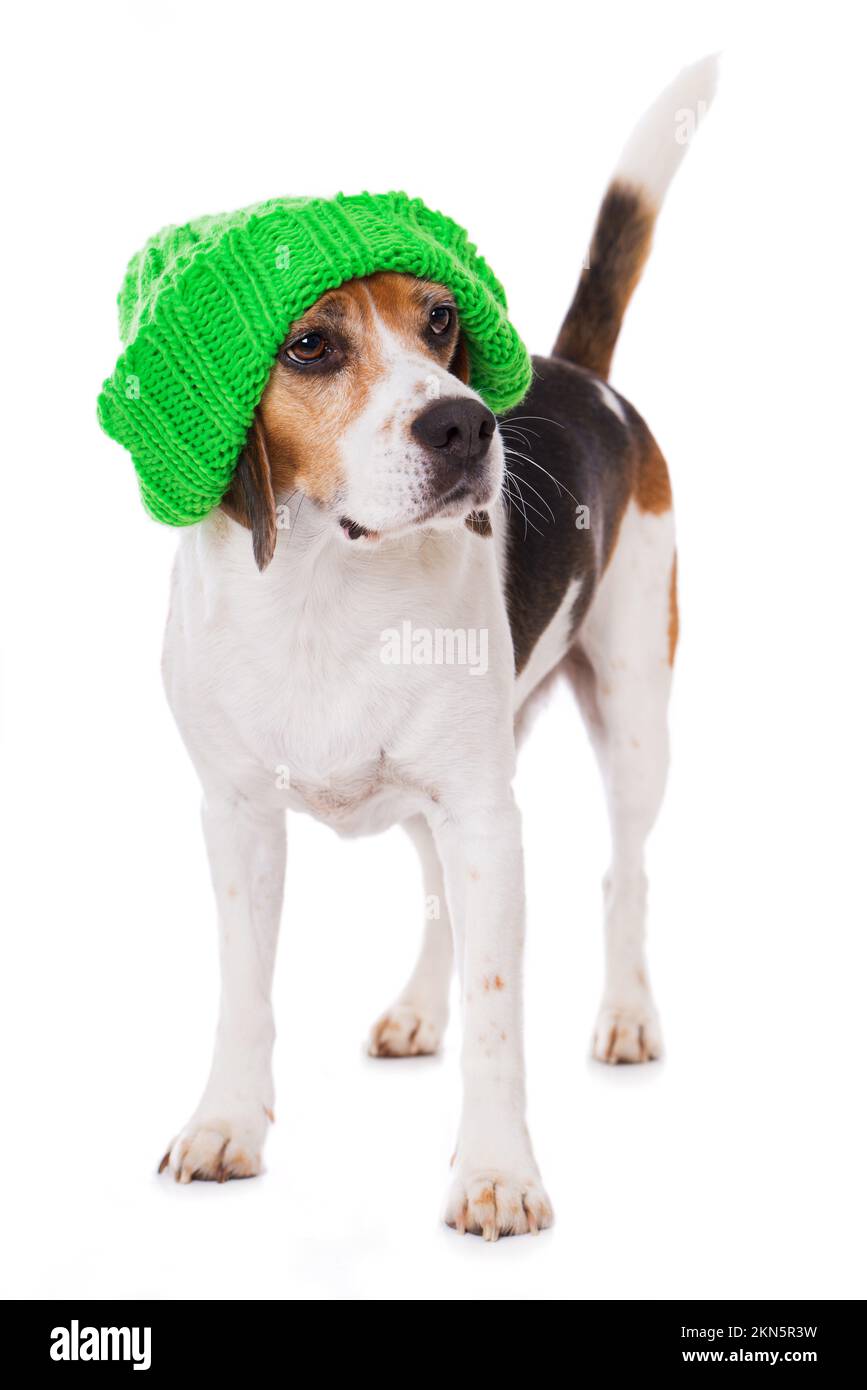 Adult beagle dog isolated on white background Stock Photo - Alamy