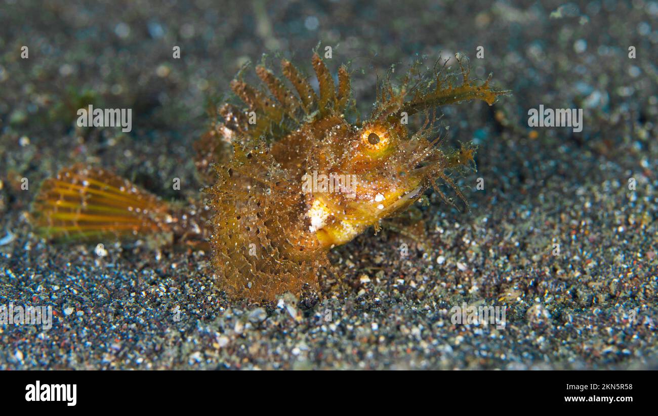 The cryptic Ambon Scorpionfish - Pteroidichthys amboinensis Stock Photo