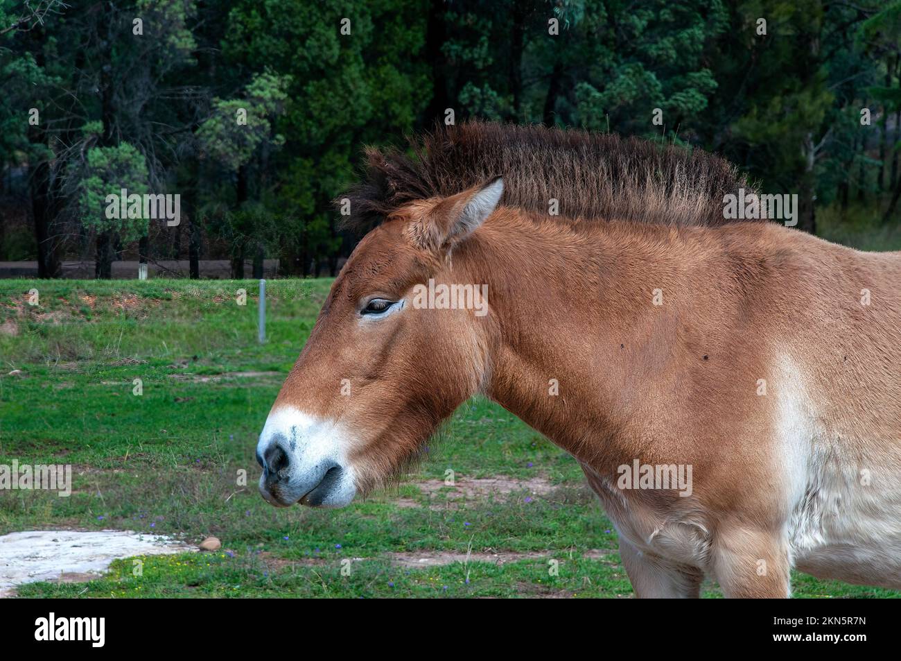 Dubbo Australia, profile of a przewalski's horse known as Mongolian wild horse or Dzungarian