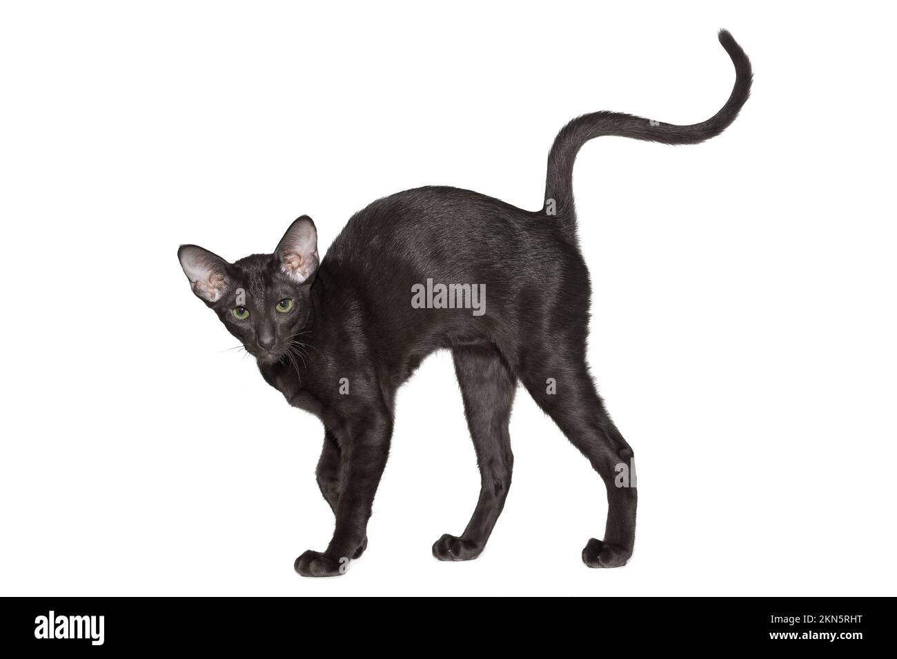 Black oriental cat stretches with arched back, isolated on white