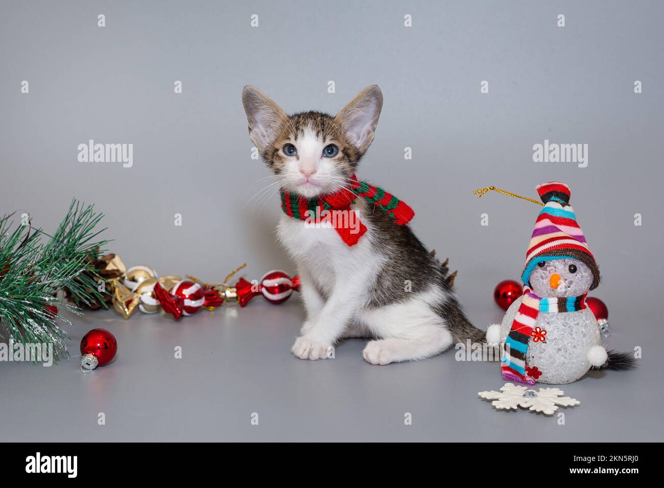 Small  oriental kitten in a red scarf on a gray background Stock Photo
