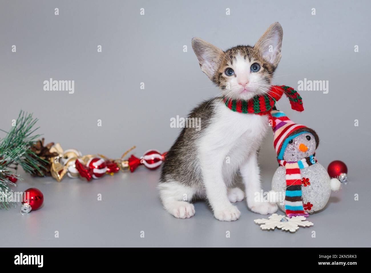 Small  oriental kitten in a red scarf on a gray background Stock Photo