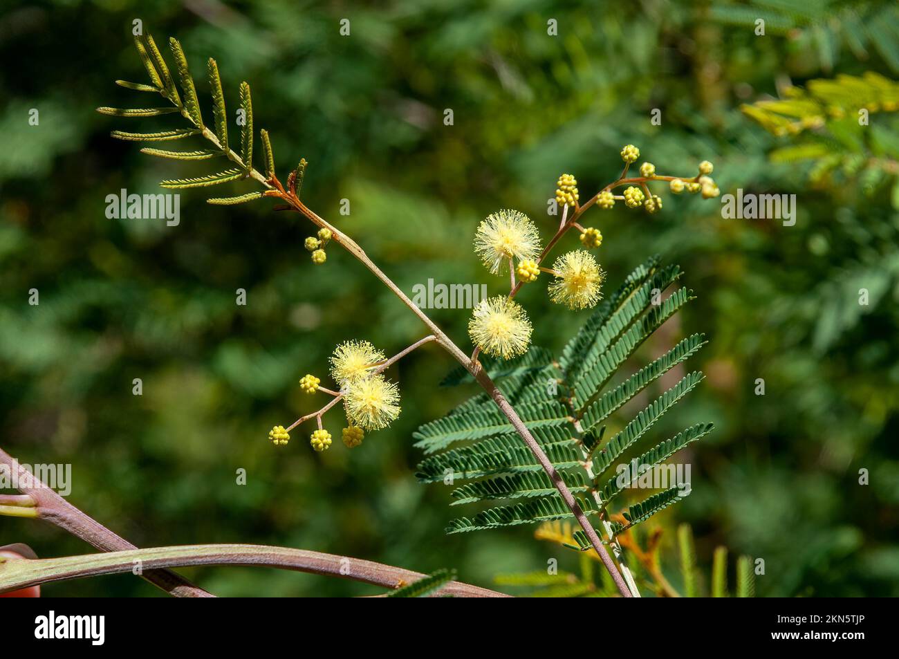 Dubbo Australia, yellow round flowers of a native wattle tree Stock Photo Alamy