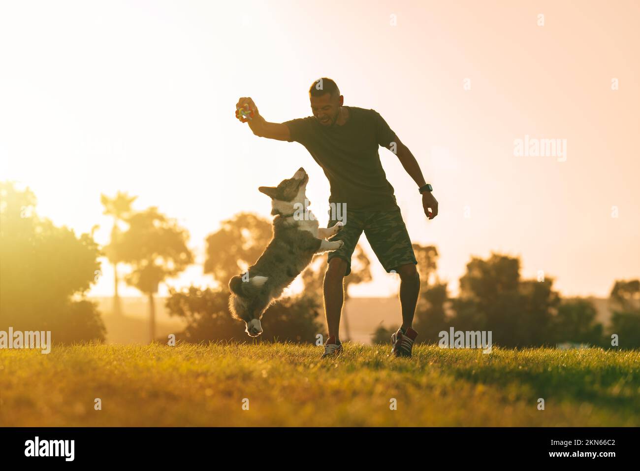 Young man playing with happy blue merle cardigan welsh corgi outdoor at sunset. Dog and owner concept. Stock Photo