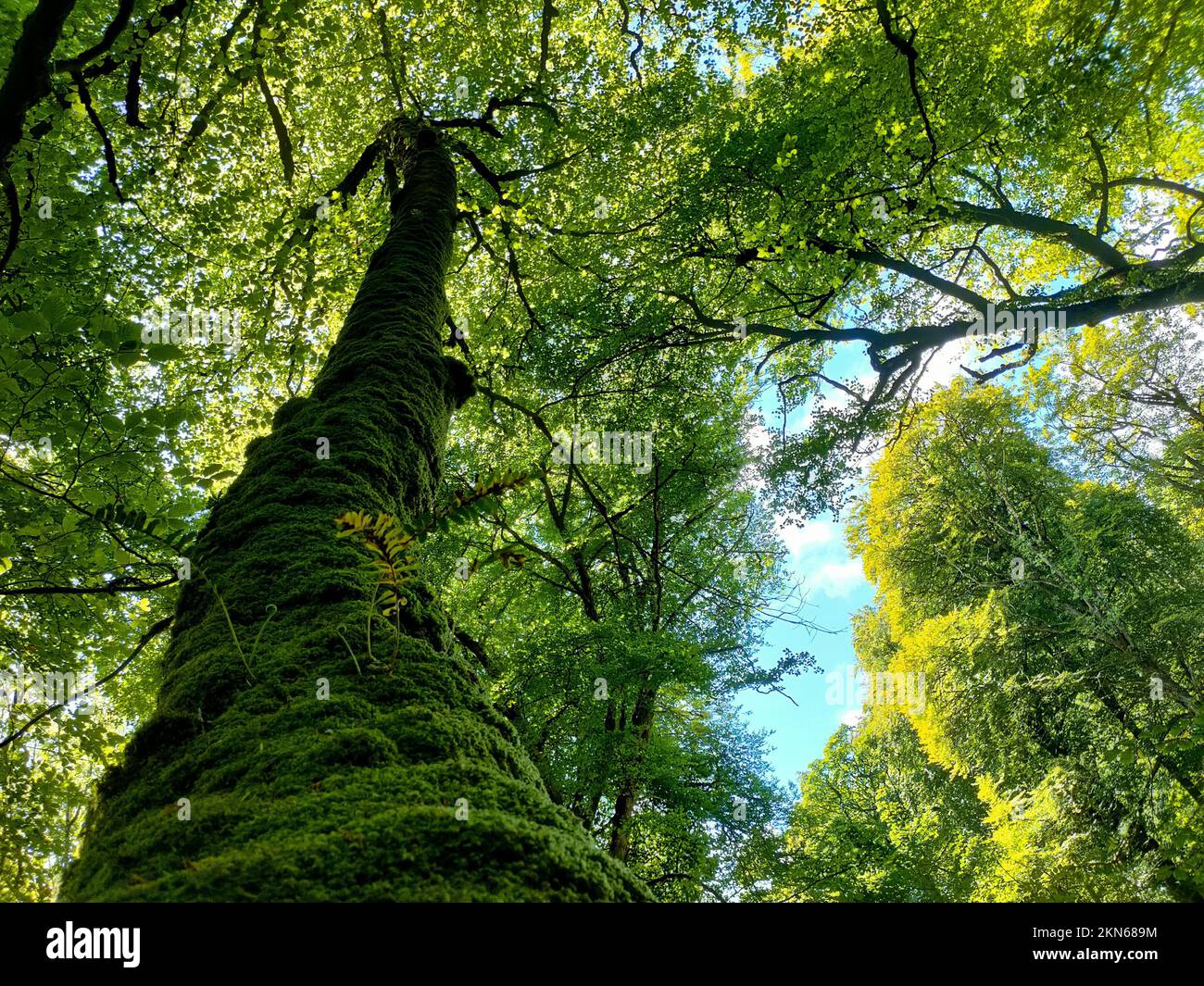 Luscious green grass sunny blue hi-res stock photography and images - Alamy