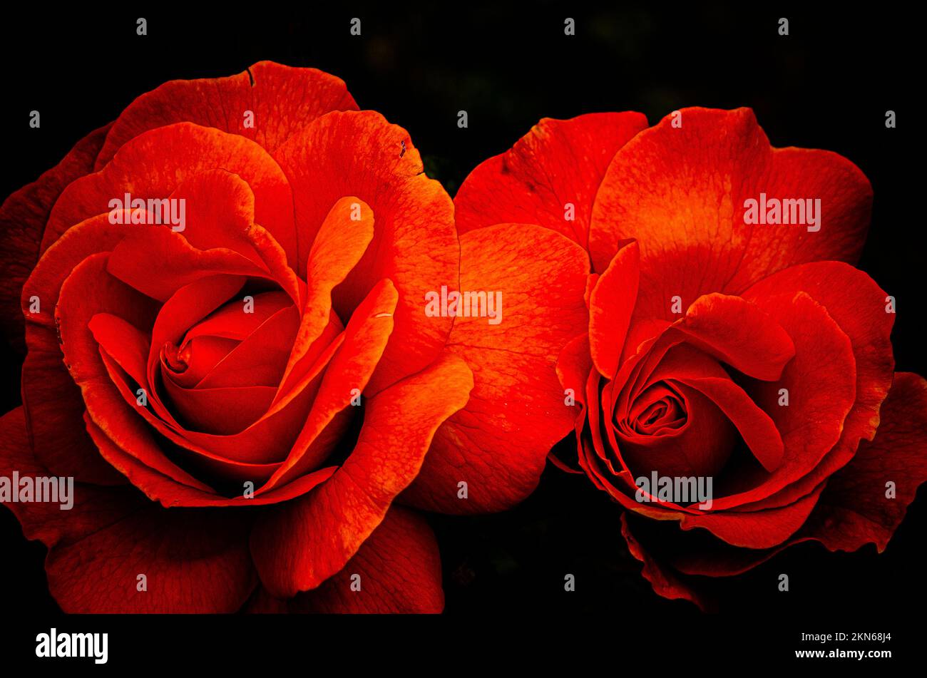 Shore Acres State Park In Southern Oregon Stock Photo Alamy shore-acres-state-park-in-southern-oregon-stock-photo-alamy