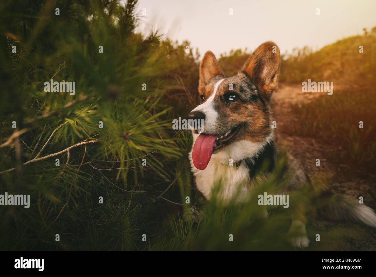 Happy small welsh corgi dog with mouth open and tongue out sitting on the ground outdoors at sunset. Stock Photo