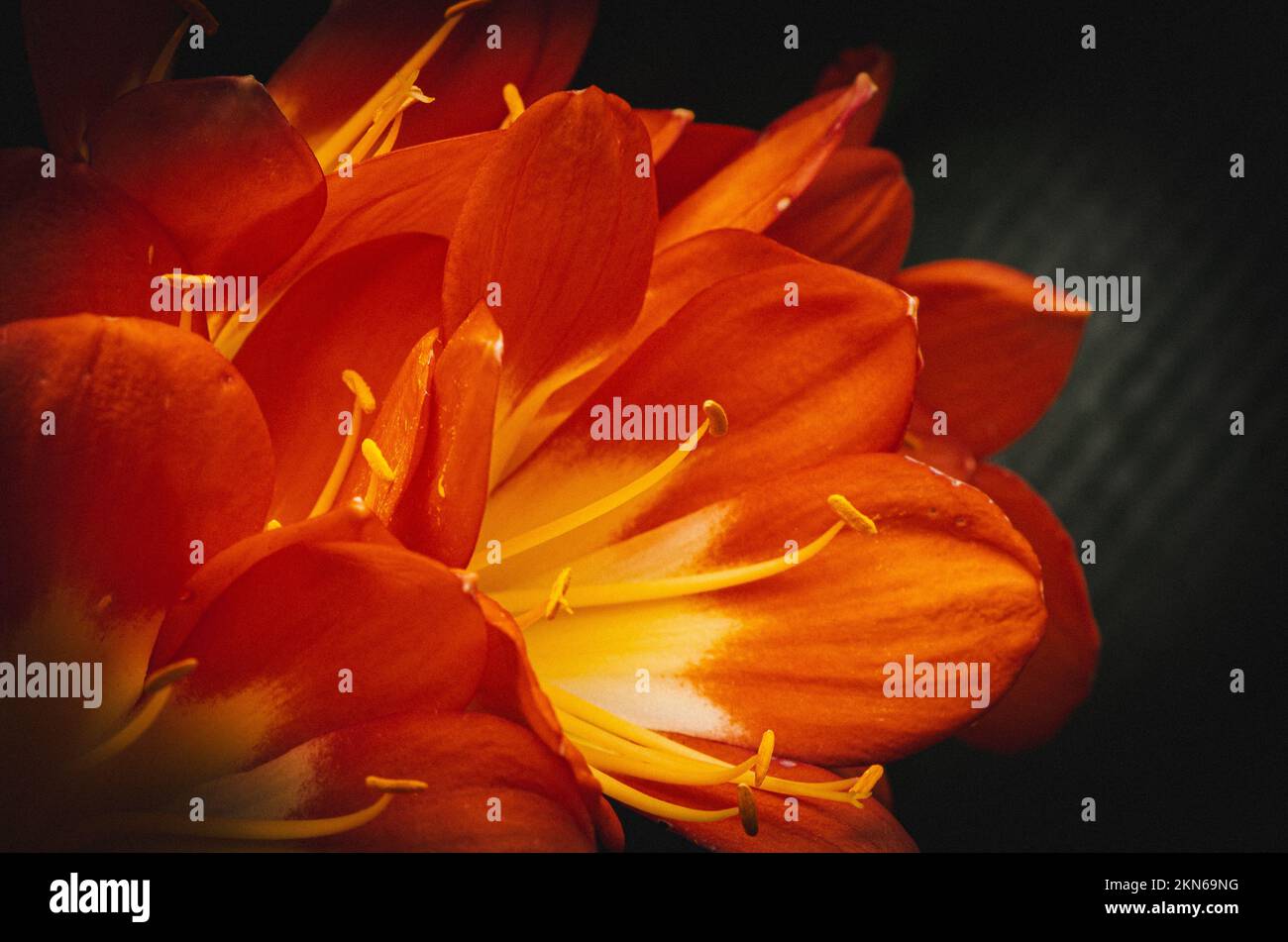 Shore Acres State Park in Southern Oregon Stock Photo - Alamy