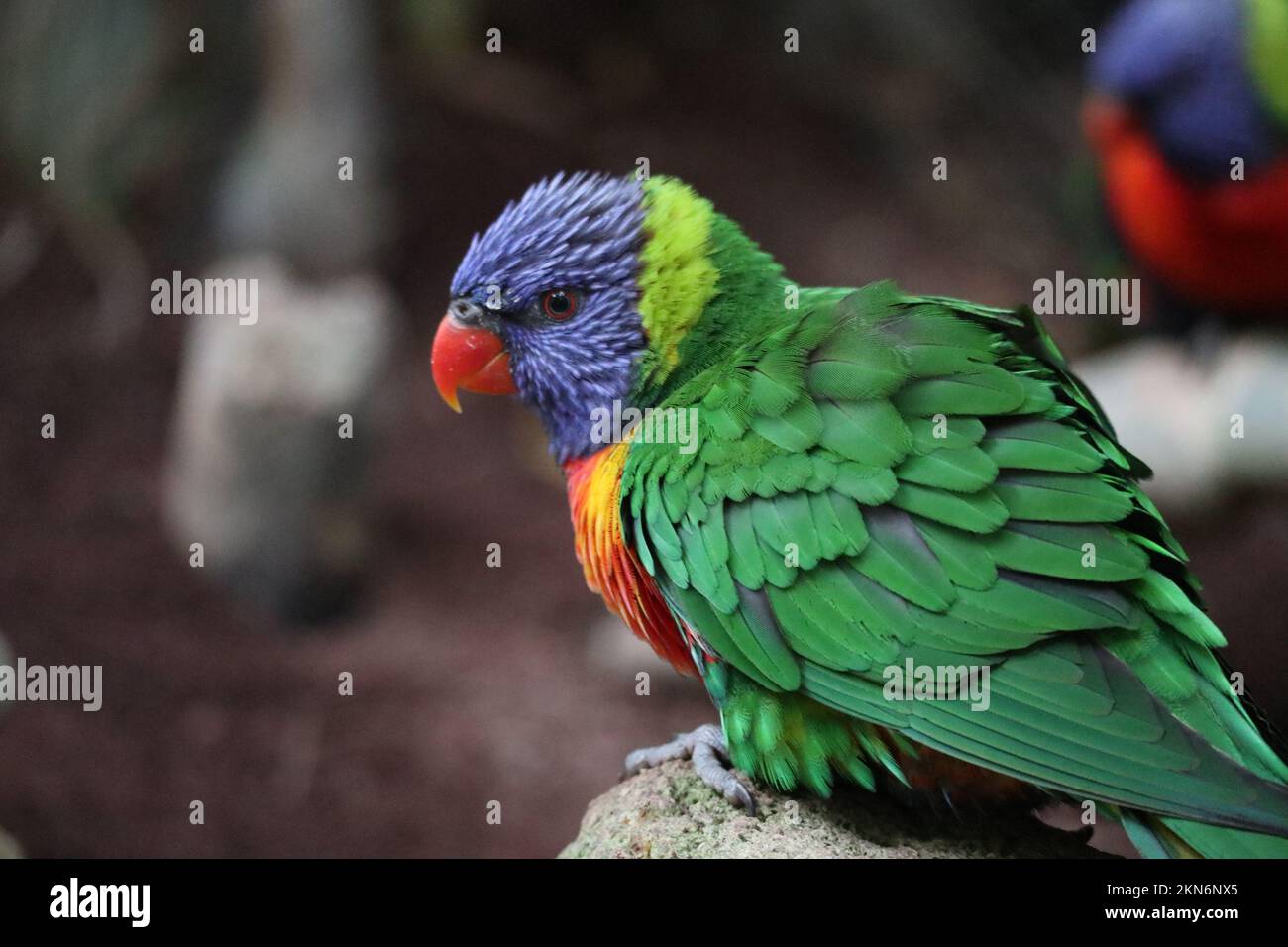 A closeup of a rainbow colored Loriini parrot Stock Photo