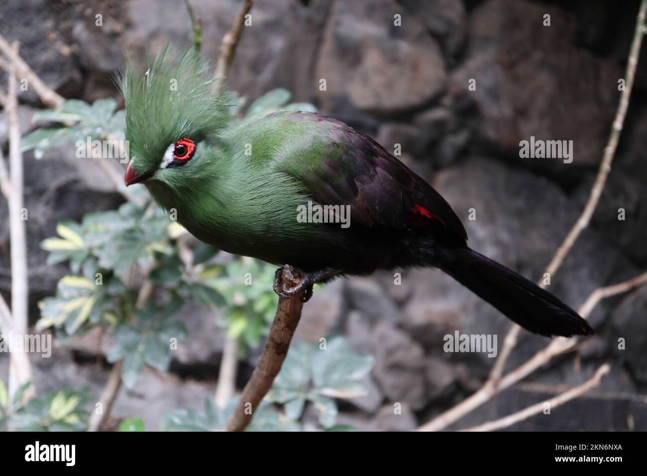 Turaco Costa Rica Closeup turaco on branch hi-res stock photography and images - Alamy