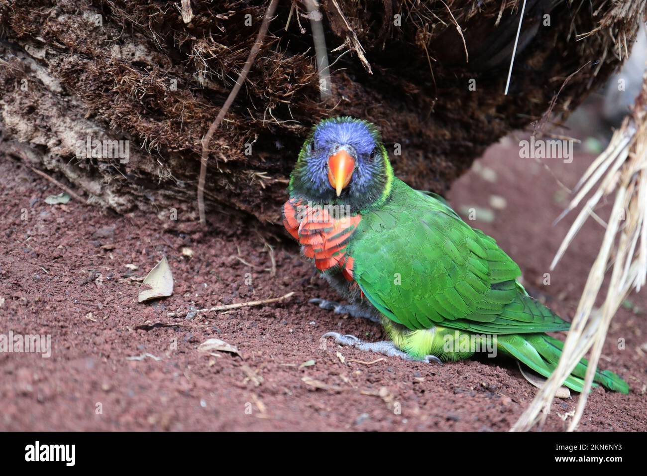 A closeup of a rainbow colored Loriini parrot Stock Photo