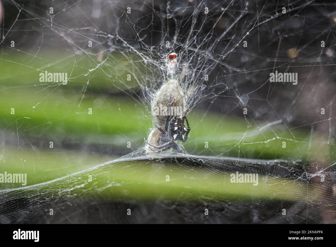 A closeup of a Cyrtophora citricola spider captured preying Stock Photo ...