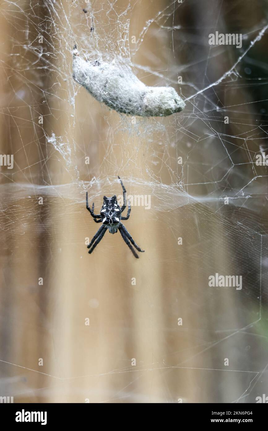 A vertical closeup of a Cyrtophora citricola spider captured preying ...