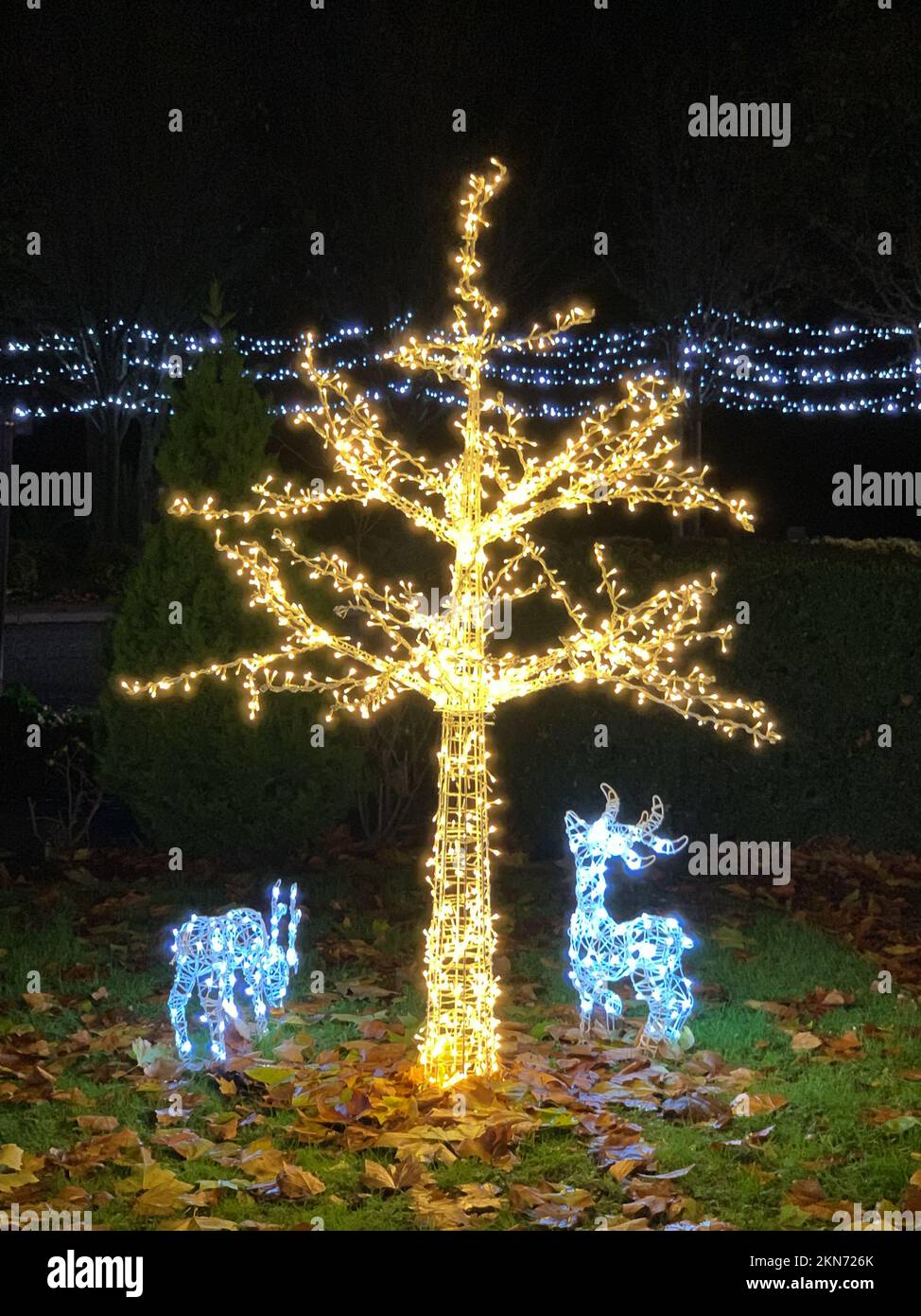 Tenterden, Kent, UK. 25th November, 2022. The Christmas lights were