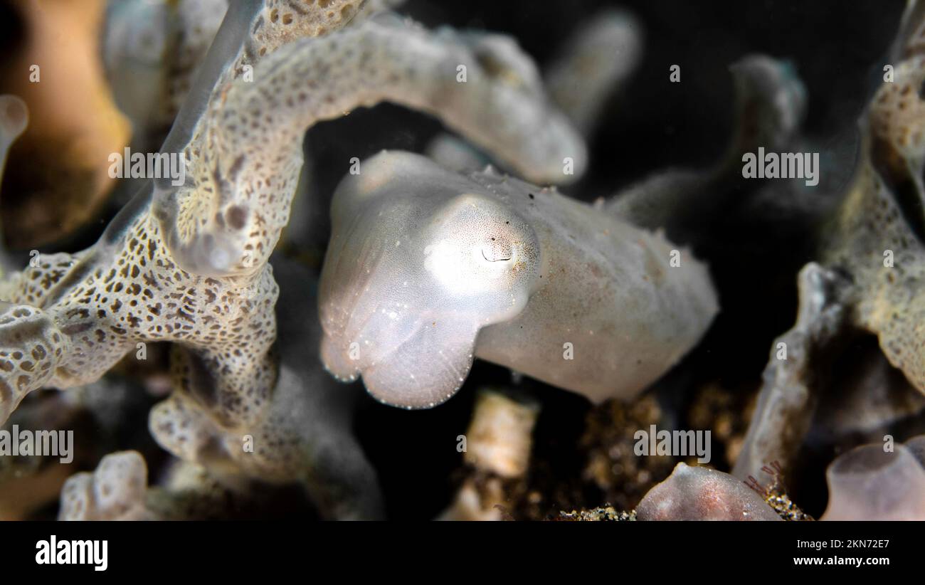Reef cuttlefish and diver hi-res stock photography and images - Alamy